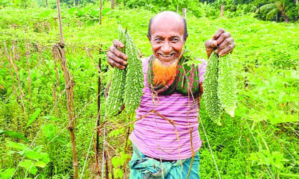 করলা চাষে কৃষক তৈয়ব আলীর সাফল্য