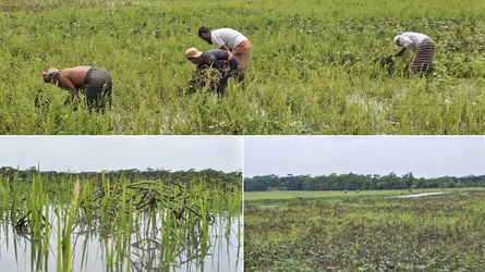 সোনালি স্বপ্নে কালো ছায়া, বিপর্যস্ত রাঙ্গাবালীর কৃষক