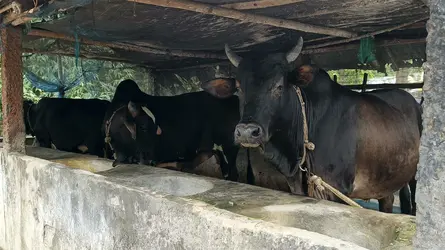 অভয়নগরে কোরবানির পশুর হাটে স্বস্তি
