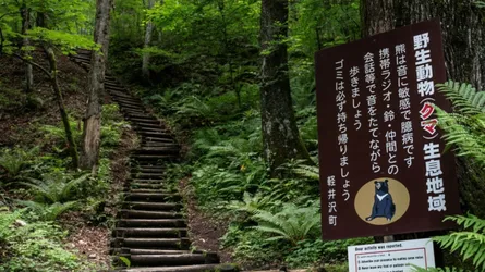 জাপানে ভাল্লুকের আক্রমণ মোকাবেলায় সেনাবাহিনীর সাহায্য চাইলেন গভর্নর