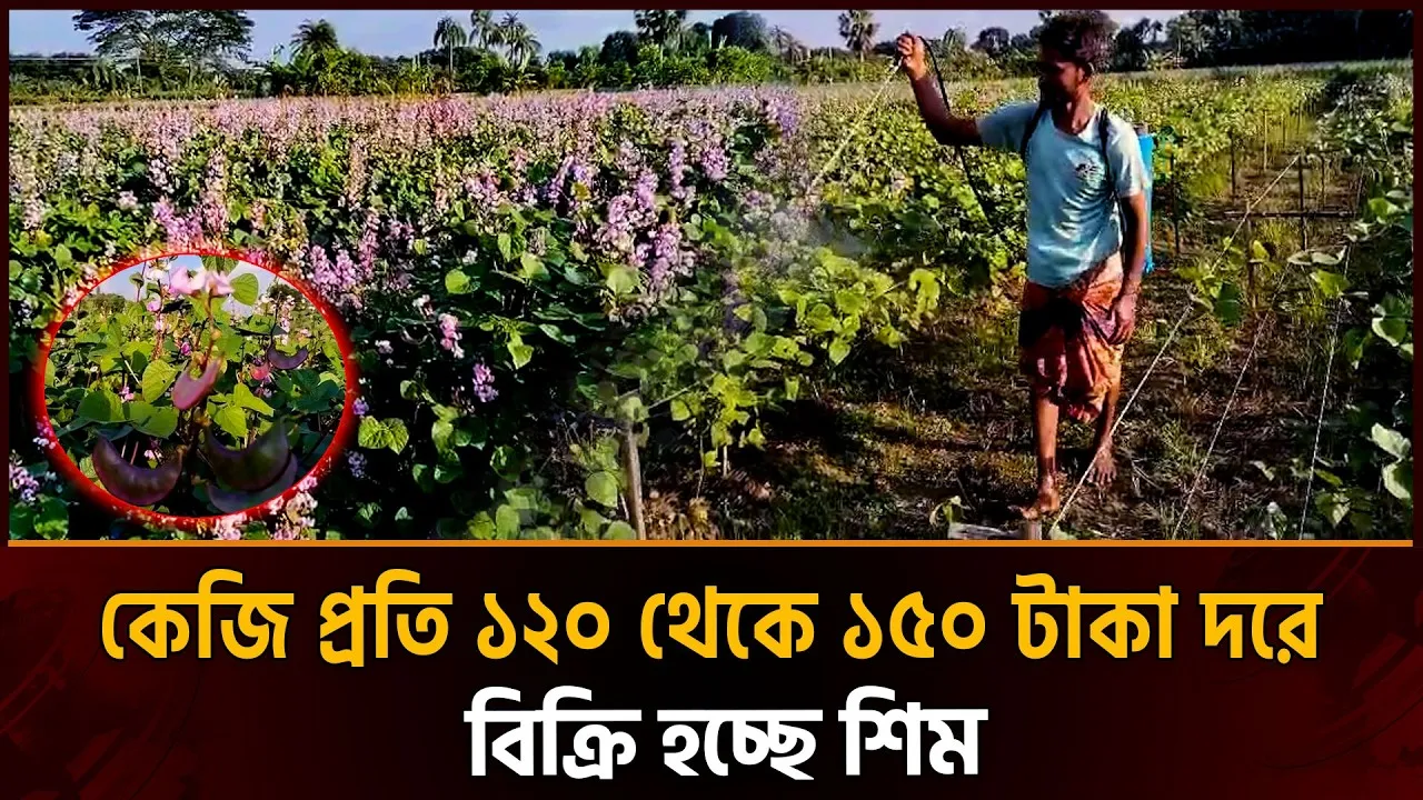 শীত আসার আগেই কোটচাঁদপুরে মাঠজুড়ে শিম ফুল ও কচি শিম