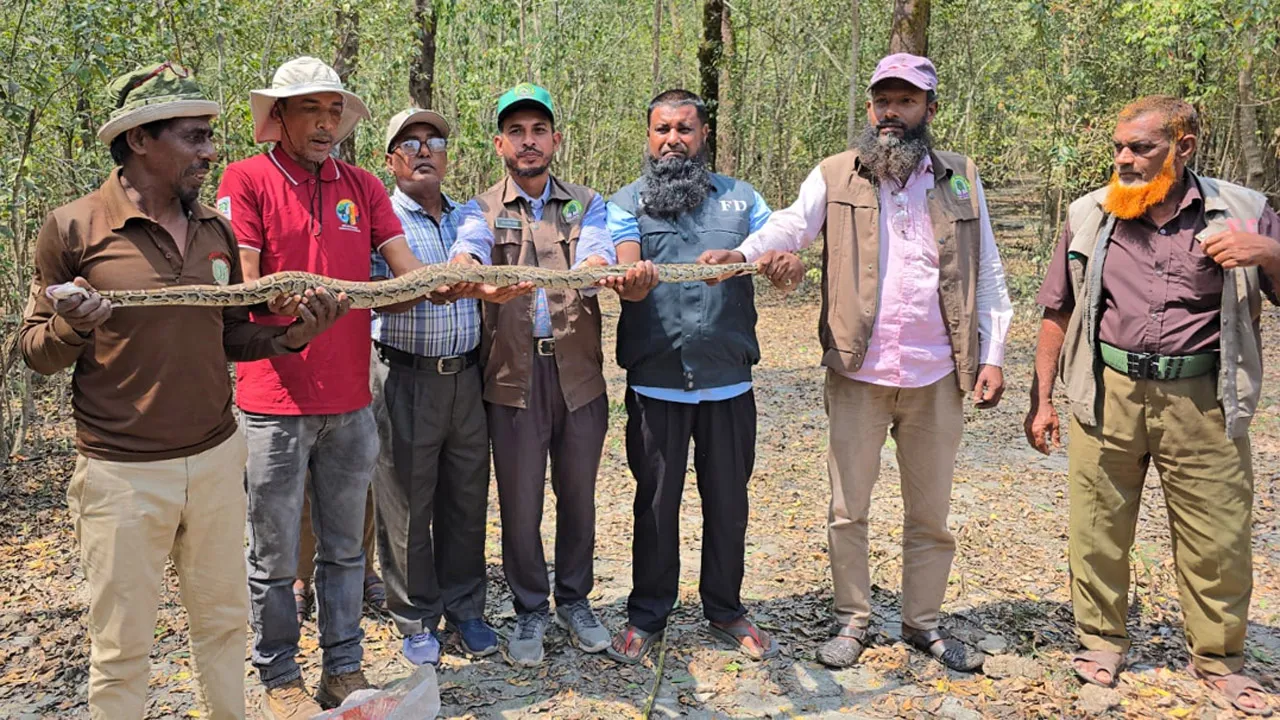 পাথরঘাটায় ৬ হাত লম্বা অজগর সাপ উদ্ধার