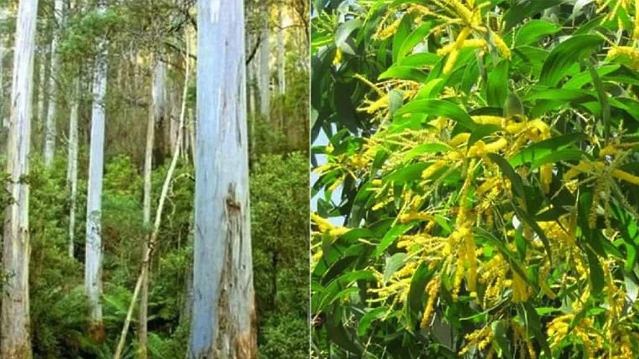 ২ কোটি ২০ লাখ নিষিদ্ধ আকাশমণি ও ইউক্যালিপটাসের চারা ধ্বংসের উদ্যোগ