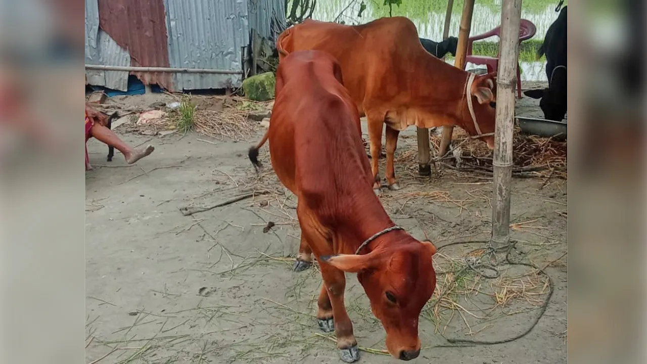তিস্তায় উদ্ধার ভারতীয় গরু বিক্রির অভিযোগ