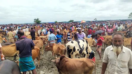 আমতলীর বাজারে ক্রেতা কম, গরু বেশি