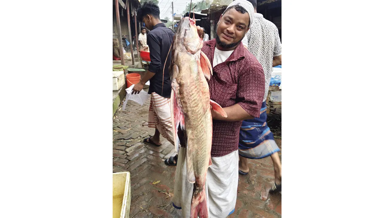 বেতিল বাজারে ১৩ কেজির ভেউস মাছ