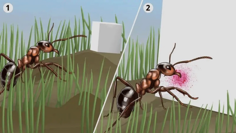 Ant2