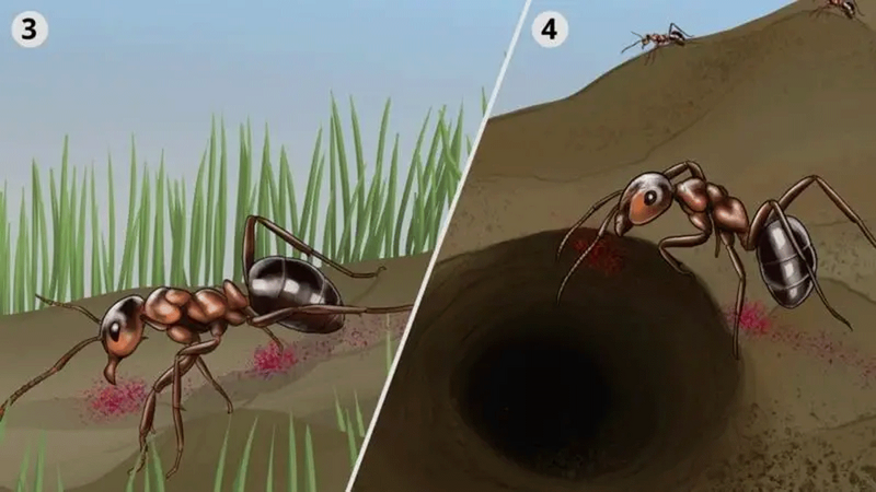 Ant3