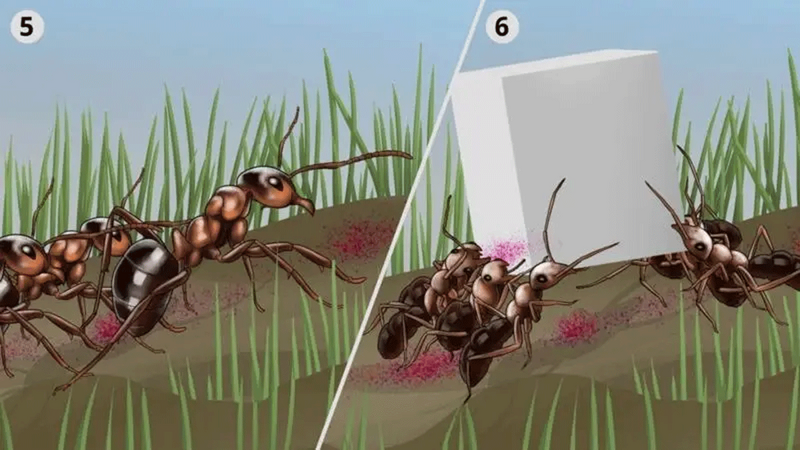 Ant4