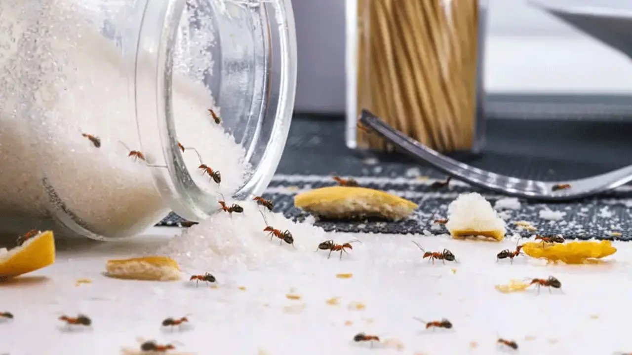 পিঁপড়েরা কিভাবে মিষ্টির খোঁজ পায়?