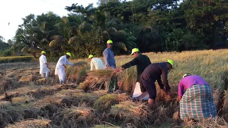 আনোয়ারায় কৃষকের ধান কাটল কৃষক দল নেতাকর্মীরা
