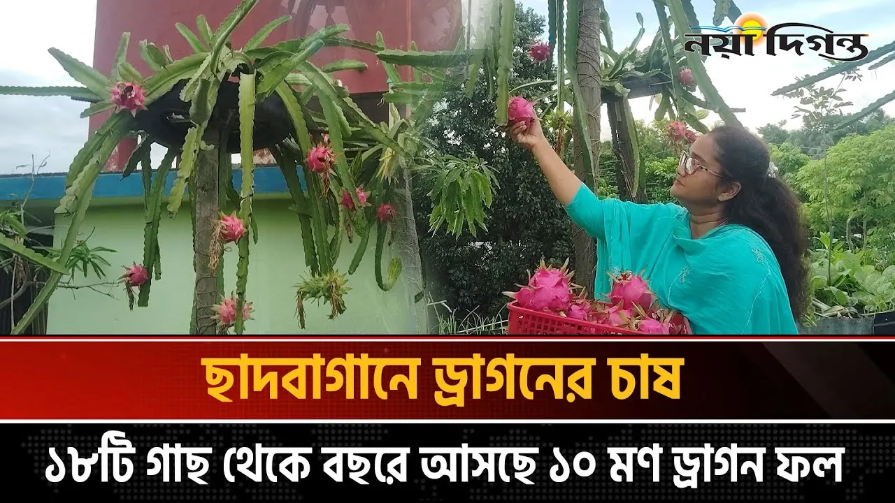 ১৮টি গাছ থেকে বছরে আসছে ১০ মণ ড্রাগন ফল!