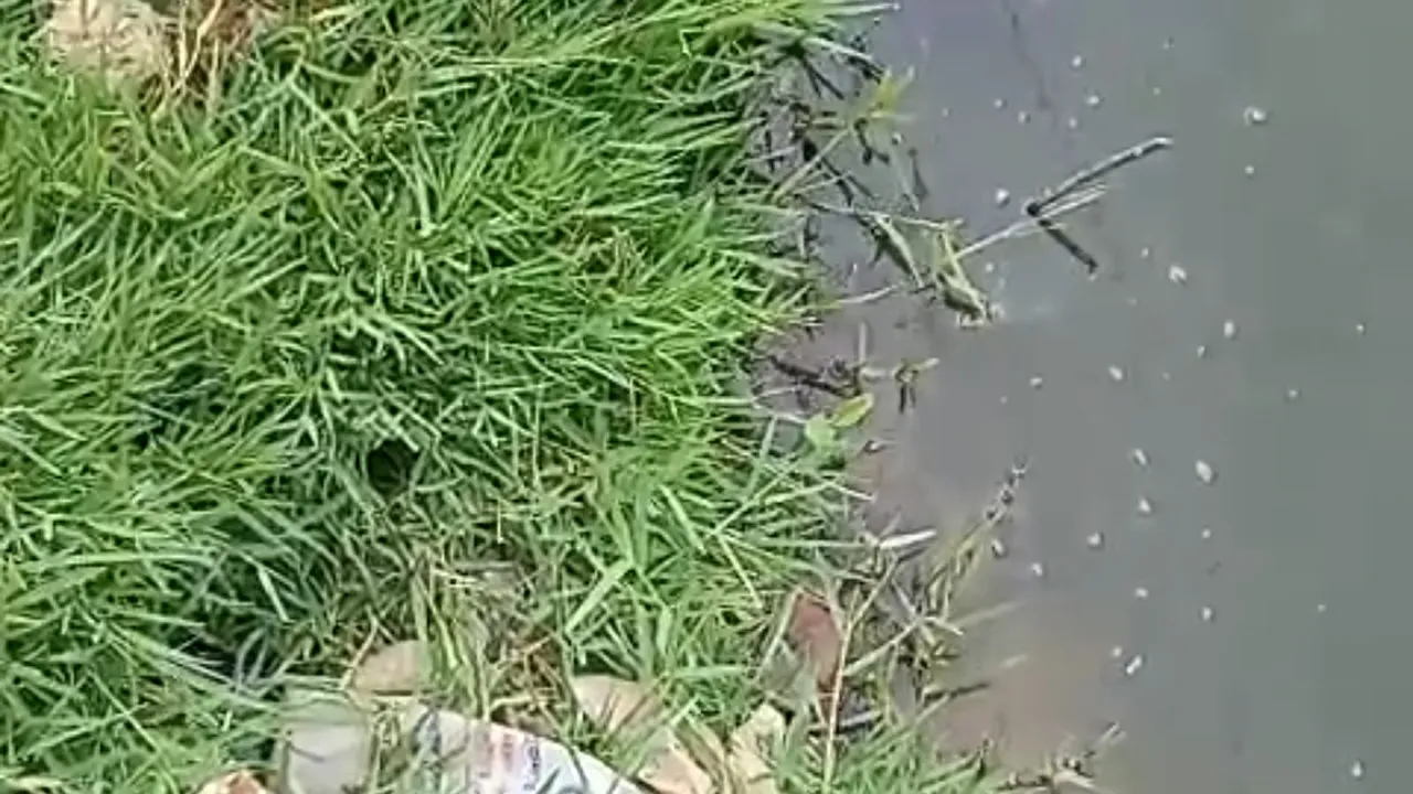 নিখোঁজের ১২ ঘণ্টা পর মাছের ঘের থেকে দুই মাদরাসাশিক্ষার্থীর লাশ উদ্ধার