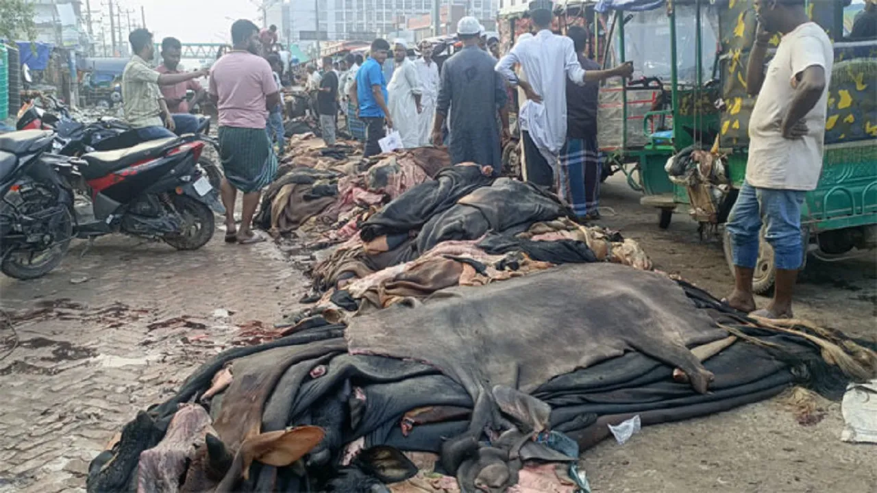 কাঁচা চামড়া সংগ্রহে ব্যস্ত আড়তদাররা, হতাশ মৌসুমি চামড়া ব্যবসায়ী