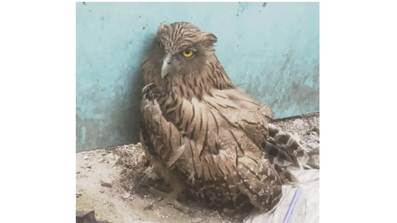 দেখা মিলল বিরল প্রজাতির প্যাঁচা