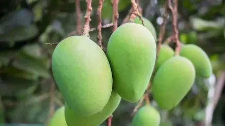 সাতক্ষীরা যেভাবে দখল করেছে আমের বাজার