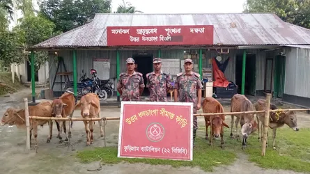 কুড়িগ্রামে বিজিবির অভিযানে গবাদিপশুসহ চোরাচালান পণ্য জব্দ