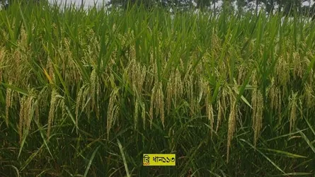 ২৯ ধানের বিকল্প ব্রি১১৩ চাষে অনুমোদন