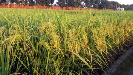 ১৪ দেশে ব্রি উদ্ভাবিত ২৩ জাতের ধান চাষ