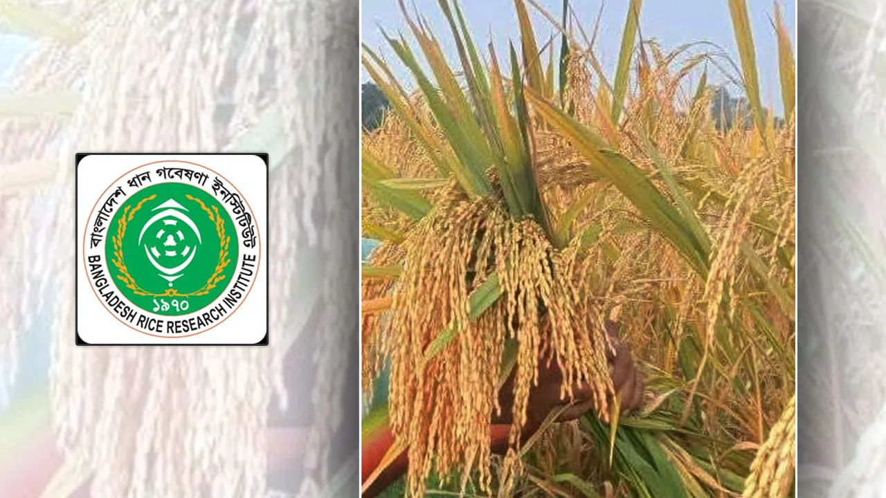 আকস্মিক বন্যা ও জোয়ার ভাটা অঞ্চলে চাষের জন্য ব্রির নতুন তিন জাতের আমন ধান