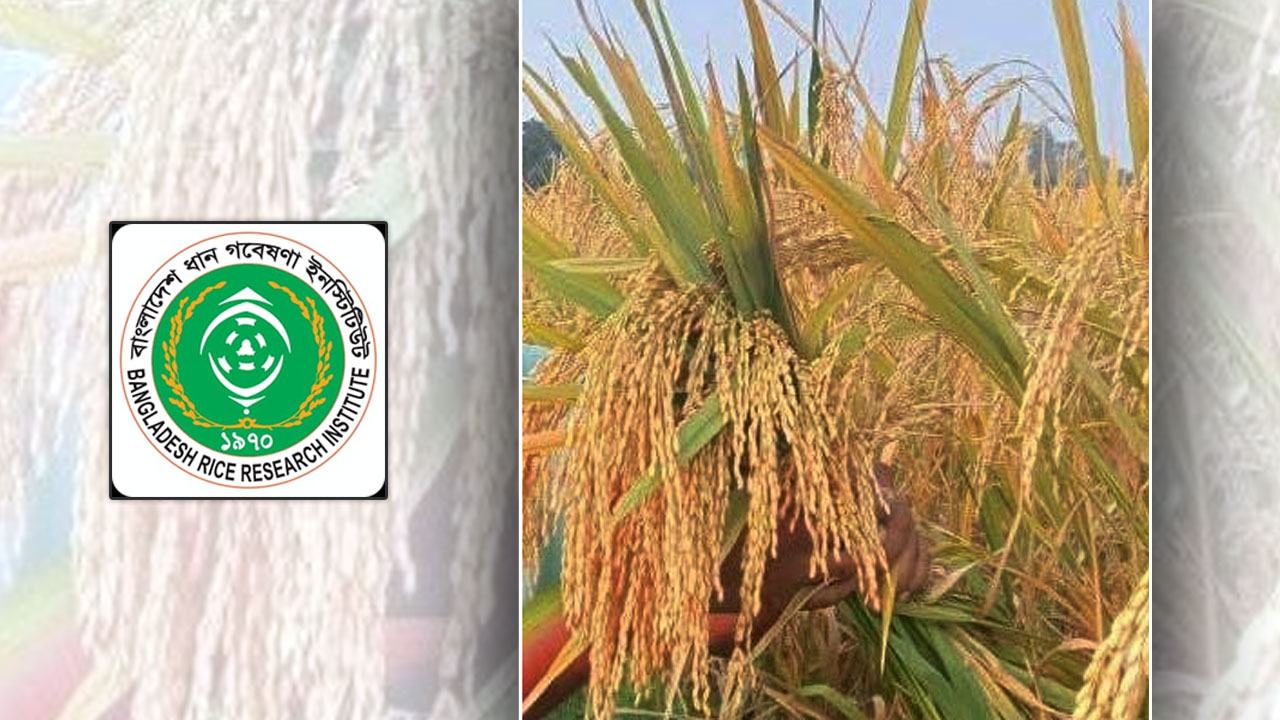 আকস্মিক বন্যা ও জোয়ার ভাটা অঞ্চলে চাষের জন্য ব্রির নতুন তিন জাতের আমন ধান