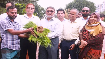 ব্রি’তে জুলাই বিপ্লব উপলক্ষে কৃষকের মাঝে ধানের চারা বিতরণ