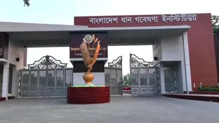 ধান গবেষণায় শৃঙ্খলা ফেরেনি