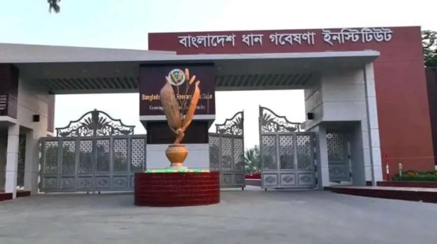 ধান গবেষণায় শৃঙ্খলা ফেরেনি