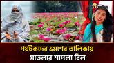 যেদিকে চোখ যায় শুধু শাপলা! সাতলা বিলে প্রকৃতির অপরূপ মেলা