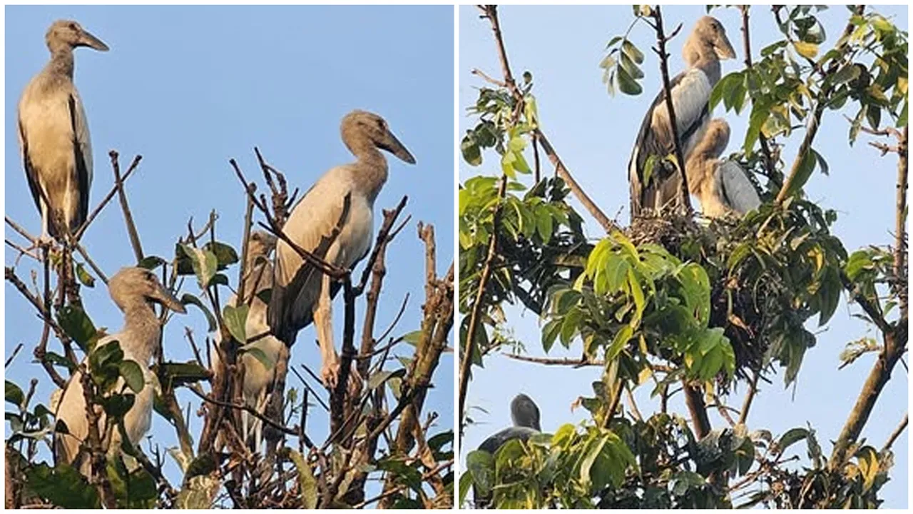 পরিযায়ী পাখিদের নিরাপদ আশ্রয়স্থল বড়াইগ্রামের তিরাইল