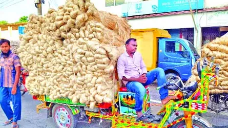 পাটের ফলন ভালো হলেও রাজশাহীর হাটে দরপতন