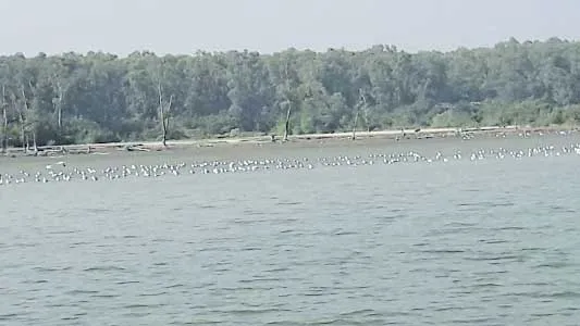 কালির চরে পাখির মেলা