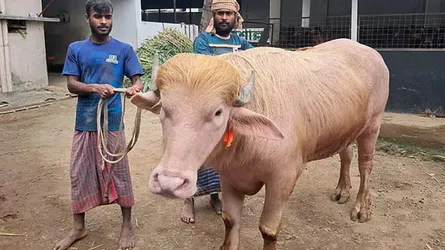 নারায়ণগঞ্জে সাড়া ফেলেছে ৭০০ কেজি ওজনের গোলাপি মহিষ