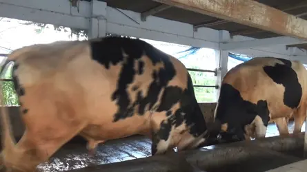 বাগেরহাটে নজর কাড়ছে একই রঙ ও আকৃতির ১০ গরু