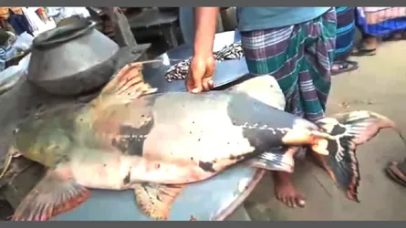 পদ্মায় ৪২ কেজির বাঘাইড় ৬২ হাজার টাকায় বিক্রি