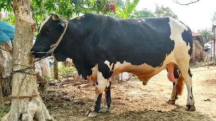 রাজশাহীতে কোরবানির জন্য প্রস্তুত ‘বাহাদুর’