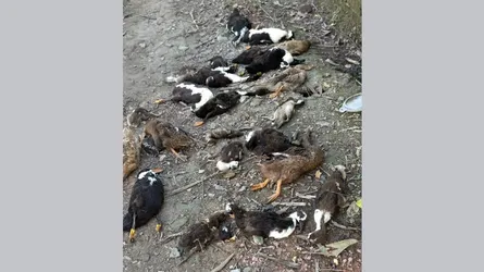 বানারীপাড়ায় পূর্ব শত্রুতার জেরে প্রতিবেশীর বিরুদ্ধে ২২টি হাঁস হত্যার অভিযোগ