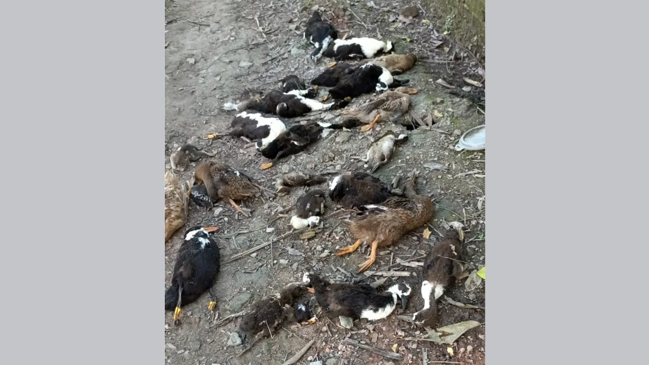 বানারীপাড়ায় পূর্ব শত্রুতার জেরে প্রতিবেশীর বিরুদ্ধে ২২টি হাঁস হত্যার অভিযোগ