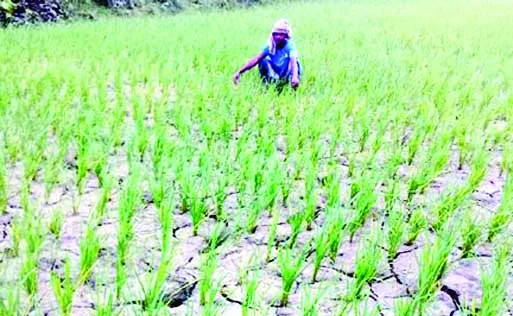 খাল শুকিয়ে চৌচির, সেচ সঙ্কটে কলাপাড়ার বোরো তে ফেটে যাচ্ছে
