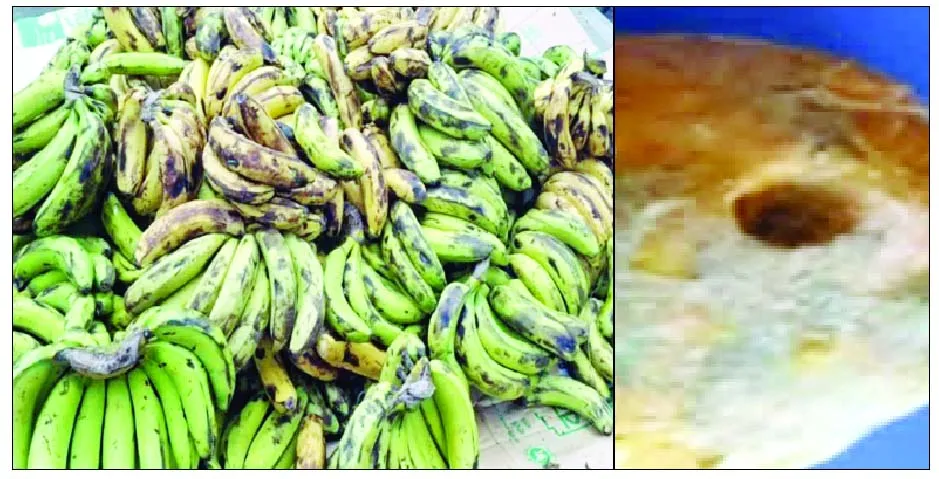কাউখালীতে ৬৭ প্রাথমিকে নিম্নমানের খাবার পরিবেশন