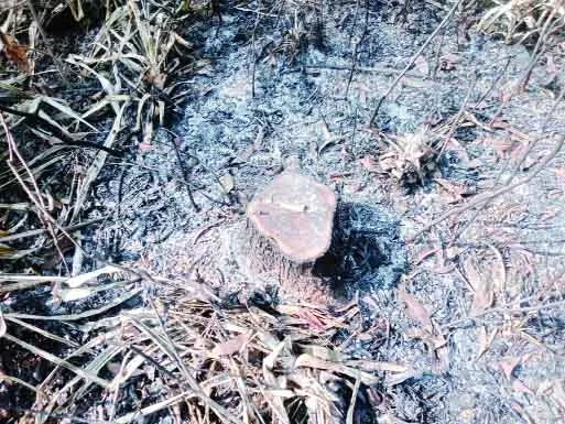 মধুপুর বনের ৭৫ একর ভূমি জবরদখল গাছ নিধনের পর অগ্নিসংযোগ
