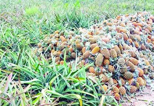 মধুপুরের আনারসের সম্ভাবনা নষ্ট হচ্ছে প্রক্রিয়াজাতের অভাবে