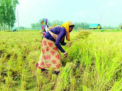 বদলগাছীতে ধান কাটার শ্রমিক সঙ্কট
