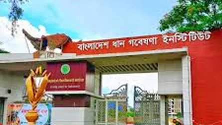 নয়া দিগন্তে সংবাদে নড়েচড়ে বসলো কৃষি মন্ত্রণালয়