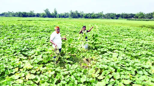 পঞ্চগড়ে হাইব্রিড বীজে কোটি টাকার তি