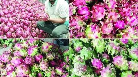 পিয়ারাতলা এখন ড্রাগনের রাজধানী