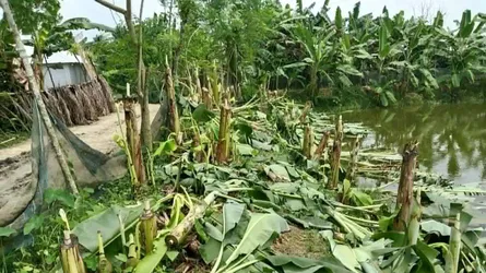 পুকুরে বিষ দিয়ে মাছ নিধন ও চার শতাধিক কলাগাছ কাটার অভিযোগ