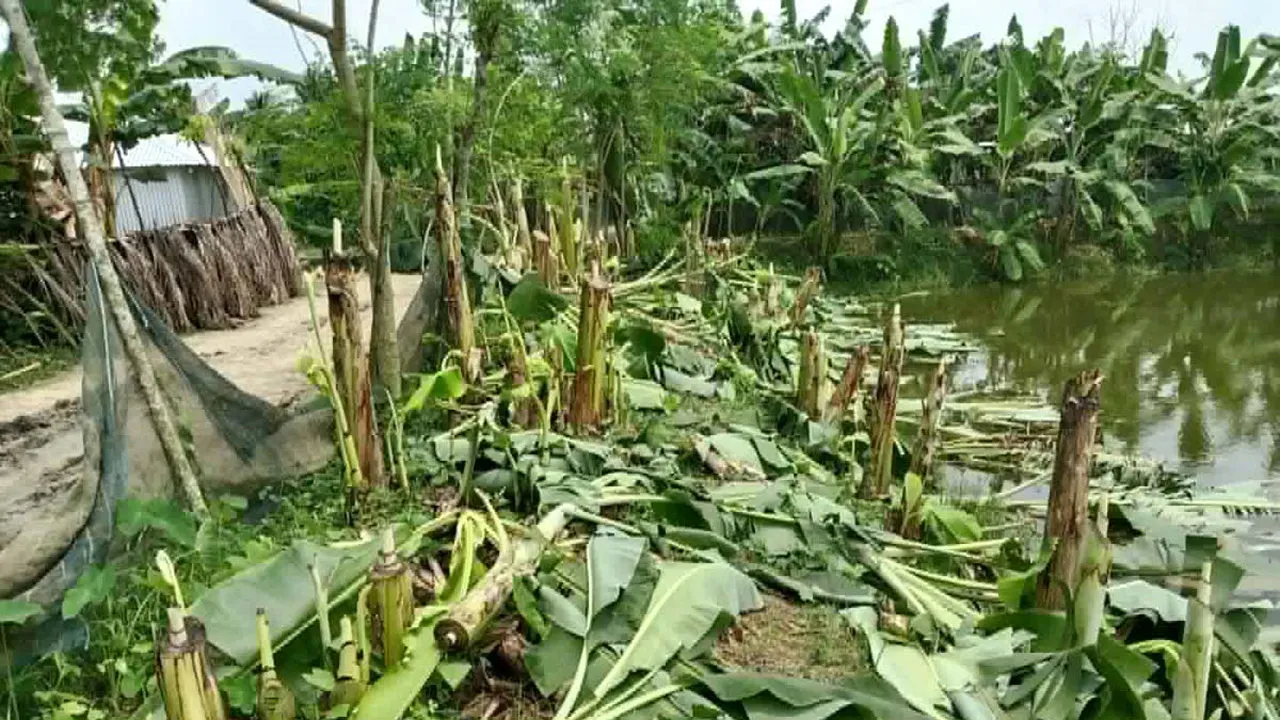 পুকুরে বিষ দিয়ে মাছ নিধন ও চার শতাধিক কলাগাছ কাটার অভিযোগ