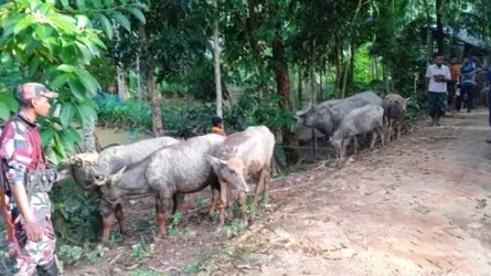 বড়লেখায় বিএনপি নেতার জিম্মায় ১৪ ভারতীয় মহিষ, গায়েব ৯