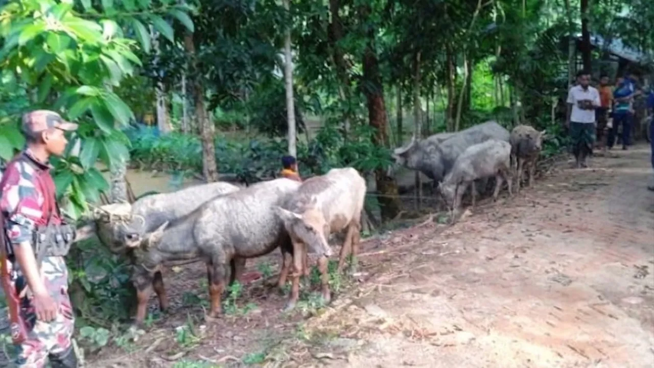 বড়লেখায় বিএনপি নেতার জিম্মায় ১৪ ভারতীয় মহিষ, গায়েব ৯